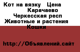 Кот на вязку › Цена ­ 1 000 - Карачаево-Черкесская респ. Животные и растения » Кошки   